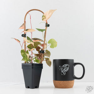 Fallopia Multiflora Pink Variegated (wk38-L276)