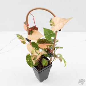 Fallopia Multiflora Pink Variegated (wk38-L276)