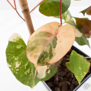 Fallopia Multiflora Pink Variegated (wk38-L276)