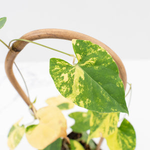 Fallopia Multiflora Aurea Variegated (wk30-M)