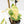 Fallopia Multiflora Aurea Variegated (wk30-M)
