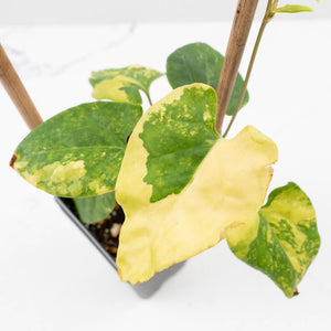 Fallopia Multiflora Aurea Variegated (wk30-M)