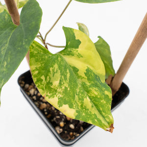 Fallopia Multiflora Aurea Variegated (wk30-M)