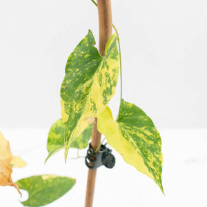 Fallopia Multiflora Aurea Variegated (wk30-M)