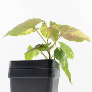 Fallopia Multiflora Aurea Variegated (wk32-B)