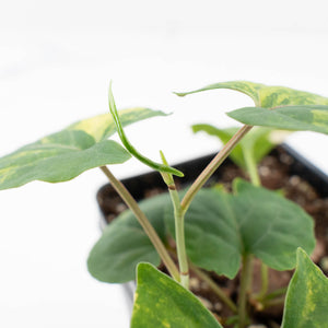 Fallopia Multiflora Aurea Variegated (wk32-B)