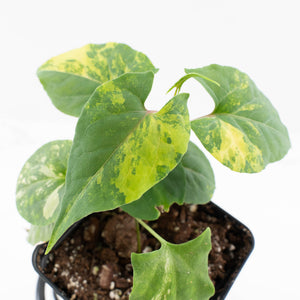 Fallopia Multiflora Aurea Variegated (wk32-B)