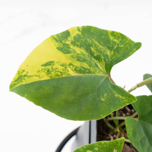 Fallopia Multiflora Aurea Variegated (wk32-B)