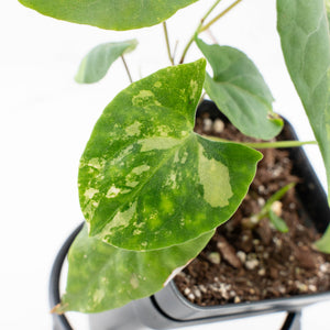 Fallopia Multiflora Aurea Variegated (wk32-B)
