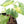 Fallopia Multiflora Aurea Variegated (wk32-B)