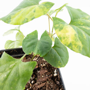 Fallopia Multiflora Aurea Variegated (wk32-B)