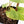 Fallopia Multiflora Aurea Variegated (wk35-L214)