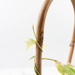 Fallopia Multiflora Aurea Variegated (wk35-L214)