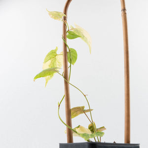 Fallopia Multiflora Aurea Variegated (wk35-L214)
