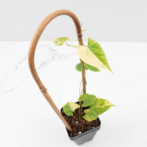 Fallopia Multiflora Aurea Variegated (wk35-L214)