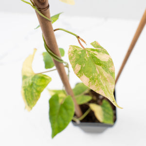 Fallopia Multiflora Aurea Variegated (wk35-L214)