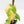Fallopia Multiflora Aurea Variegated (wk35-L214)