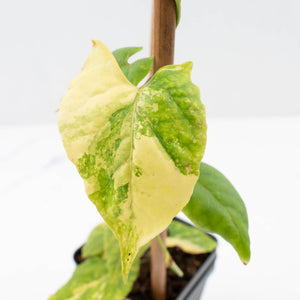 Fallopia Multiflora Aurea Variegated (wk35-L214)