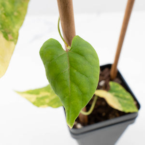Fallopia Multiflora Aurea Variegated (wk35-L214)