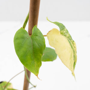 Fallopia Multiflora Aurea Variegated (wk35-L214)