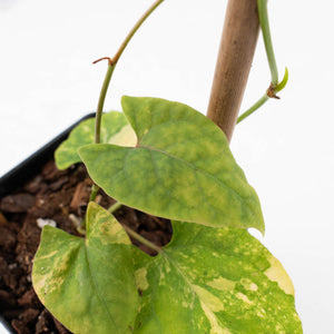 Fallopia Multiflora Aurea Variegated (wk35-L214)