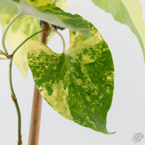 Fallopia Multiflora Aurea Variegated (wk41-L339)