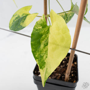 Fallopia Multiflora Aurea Variegated (wk41-L339)