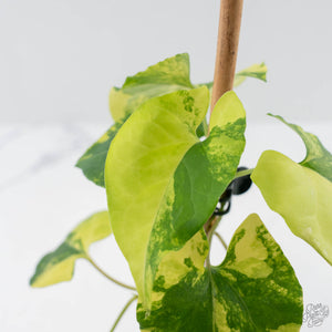 Fallopia Multiflora Aurea Variegated (wk41-L339)