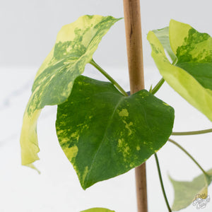 Fallopia Multiflora Aurea Variegated (wk41-L339)