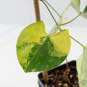 Fallopia Multiflora Aurea Variegated (wk41-L339)