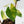 Fallopia Multiflora Aurea Variegated (wk41-L339)