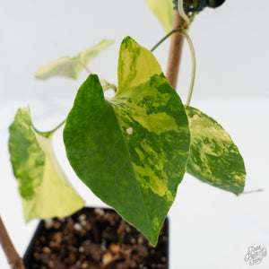 Fallopia Multiflora Aurea Variegated (wk41-L339)