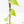 Fallopia Multiflora Aurea Variegated (wk21-B)