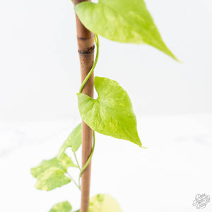 Fallopia Multiflora Aurea Variegated (wk21-B)