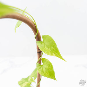 Fallopia Multiflora Aurea Variegated (wk21-B)