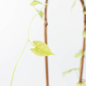 Fallopia Multiflora Aurea Variegated (wk21-B)