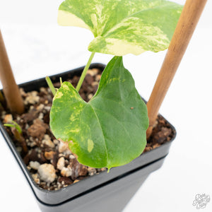 Fallopia Multiflora Aurea Variegated (wk21-B)