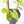 Fallopia Multiflora Aurea Variegated (wk21-B)