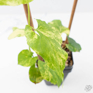 Fallopia Multiflora Aurea Variegated (wk21-B)