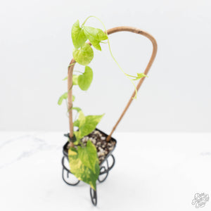 Fallopia Multiflora Aurea Variegated (wk23-D)