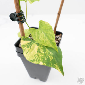 Fallopia Multiflora Aurea Variegated (wk23-D)