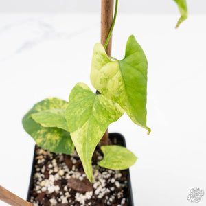 Fallopia Multiflora Aurea Variegated (wk23-D)