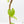 Fallopia Multiflora Aurea Variegated (wk23-D)