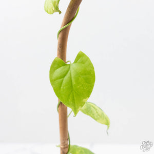 Fallopia Multiflora Aurea Variegated (wk23-D)