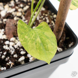 Fallopia Multiflora Aurea Variegated (wk23-D)
