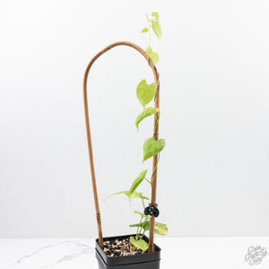 Fallopia Multiflora Aurea Variegated (wk23-D)