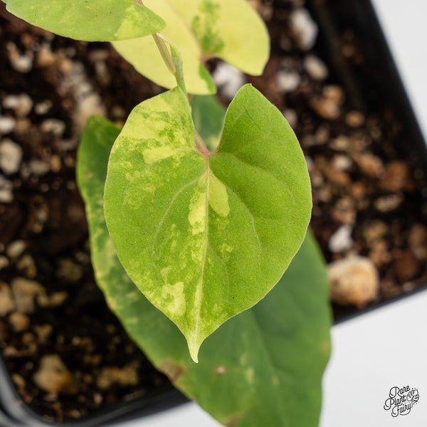 Fallopia Multiflora Aurea Variegated (wk45-G)
