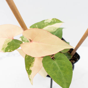 Fallopia Multiflora Pink Variegated (wk30-L)