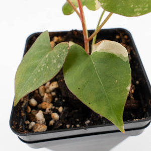 Fallopia multiflora pink/albo variegated (wk34-L65)