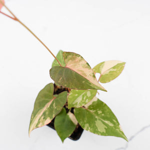 Fallopia multiflora pink/albo variegated (wk34-L65)